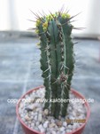 Euphorbia_fruticosa_221112