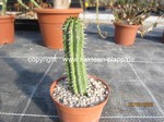 Euphorbia_fruticosa_230302