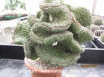 Euphorbia fruticosa cristata 1809