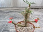 Euphorbia gottlebei