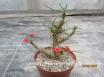 Euphorbia_gottlebei_2604-2