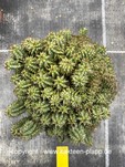 Euphorbia inconstancia 3130