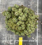 Euphorbia inconstancia 3334