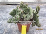 Euphorbia philipsioides cristata  1130