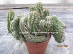 Euphorbia_philipsioides_1130-2