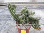 Euphorbia_philipsioides_1131-1