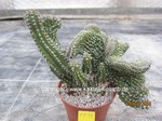 Euphorbia philipsioides cristata  1131