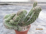 Euphorbia_philipsioides_1131-2