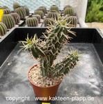 Euphorbia phillipsioides 1652