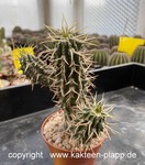Euphorbia_philipsioides_1652-2