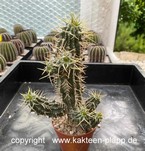 Euphorbia phillipsioides 3436