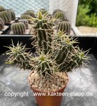 Euphorbia phillipsioides 4052