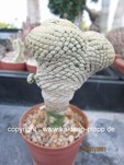 Euphorbia piscidermis cristata