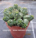 Euphorbia pseudoglobosa