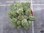 Euphorbia_pseudoglobosa-2