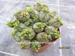 Euphorbia_pseudoglobosa_240109