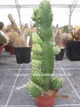 Euphorbia_resinifora_1095-2