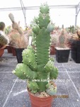 Euphorbia_resinifora_1096-2