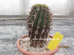 Euphorbia stellispina  1135