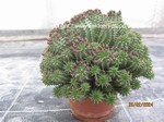 Euphorbia_susannae_1129-2