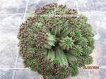 Euphorbia_susannae_1129-3