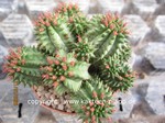 Euphorbia_susannae_1653-2