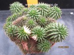 Euphorbia susannae cristata variegata 4503