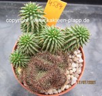 Euphorbia susannae cristata variegata 4584