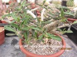 Euphorbia suzannae-marnierae