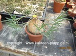 Euphorbia trichadenia 4093