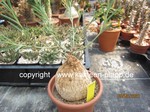 Euphorbia trichadenia 4099