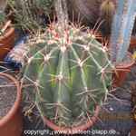 Ferocactus emoryii variegata 114
