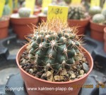 Ferocactus fordii monstrosus 1036