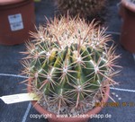 Ferocactus viridescens orcuttii variegatus 3252