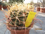 Ferocactus acanthodes tortulispinus  1659