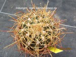 Ferocactus_acanthodes_tortulispinus_1659-2