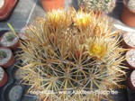Ferocactus chrysacanthus