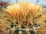 Ferocactus chrysacanthus 1596 KEIN VERSAND!