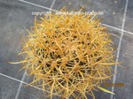 Ferocactus_chrysancanthus_1660-2