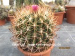 Ferocactus fordii 475