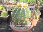 Ferocactus glaucescens nudum 570