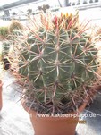 Ferocactus hystrix