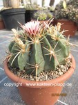 Ferocactus macrodiscus  369