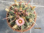 Ferocactus_macrodiscus-369-2