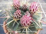 Ferocactus macrodiscus 3192