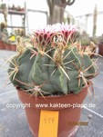 Ferocactus macrodiscus 419
