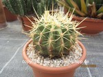 Ferocactus reppenhagenii