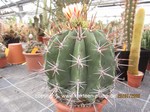 Ferocactus spec.  1615