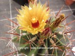 Ferocactus_spec_1615-2
