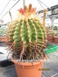 Ferocactus stainesii Hybride 1628